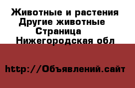 Животные и растения Другие животные - Страница 3 . Нижегородская обл.